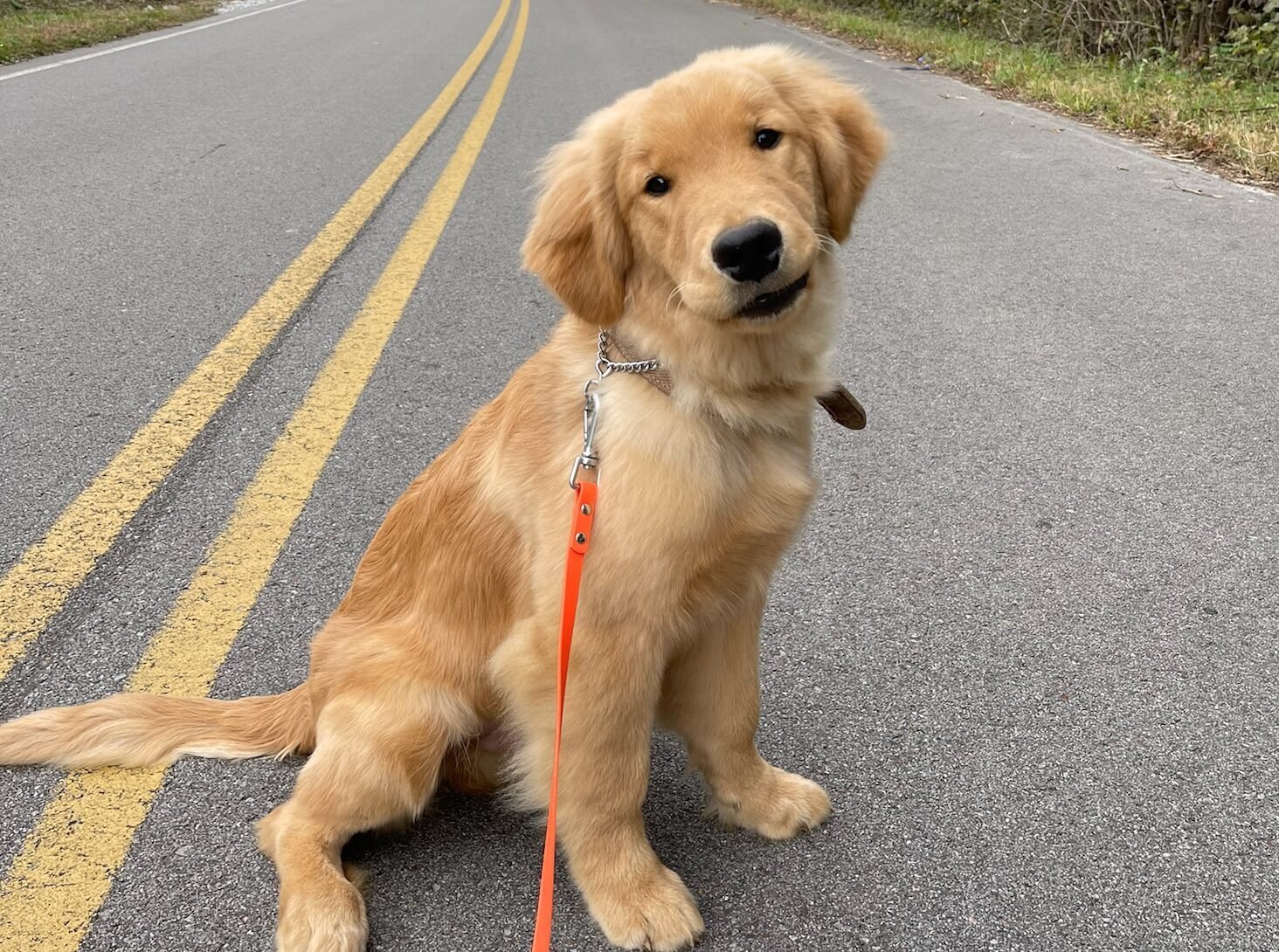 golden retriever that is posing