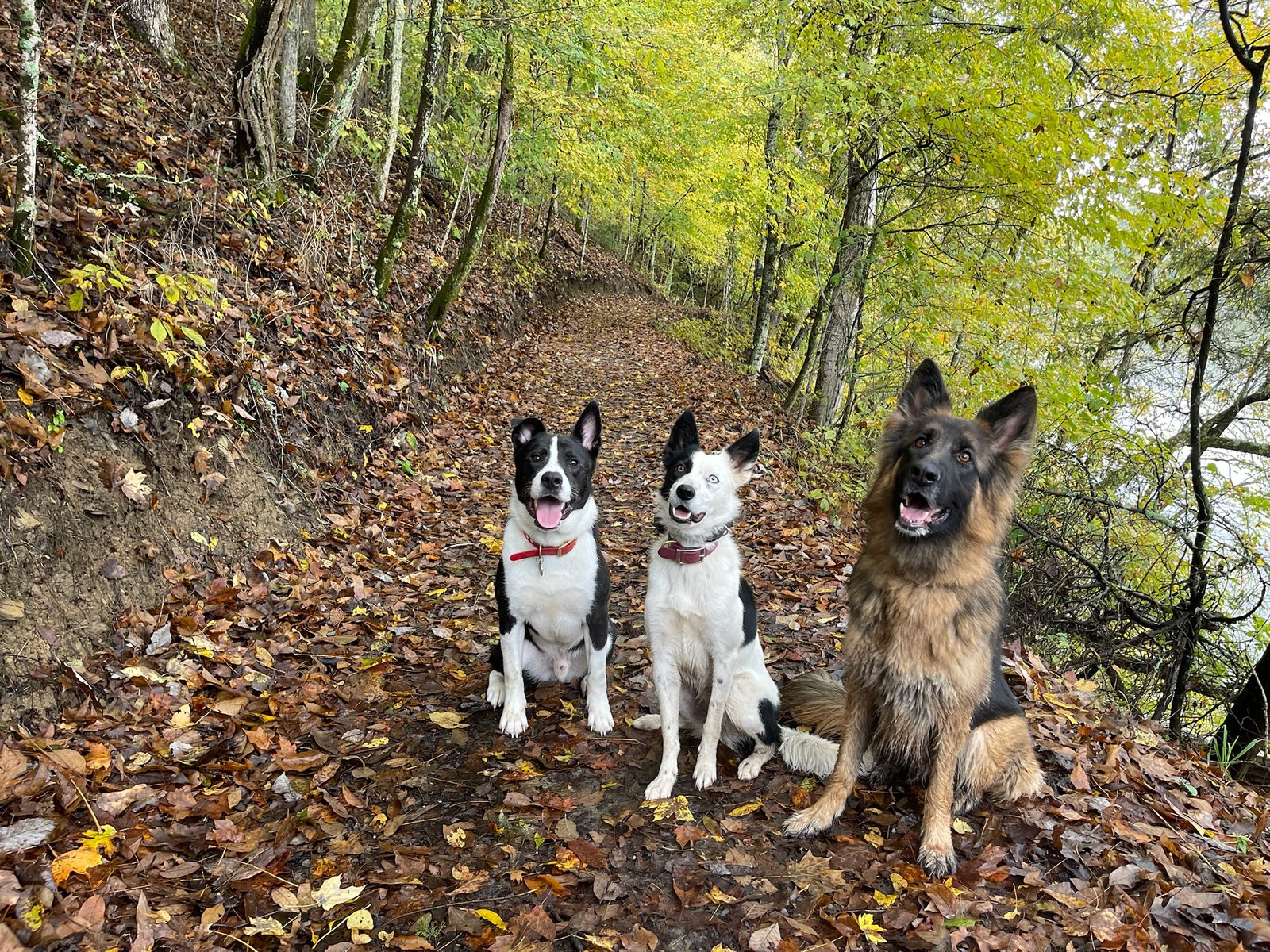 3 dogs posing in the woods