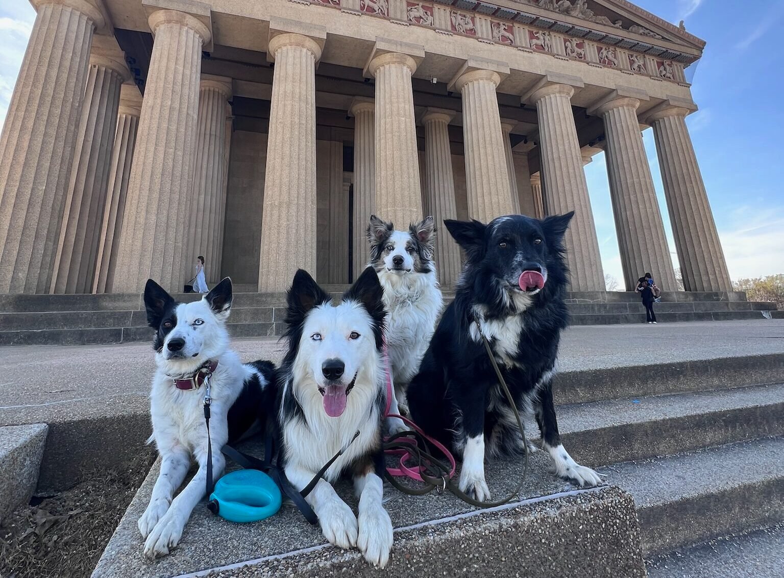 4 dogs posing for a picture in front of the parthenon